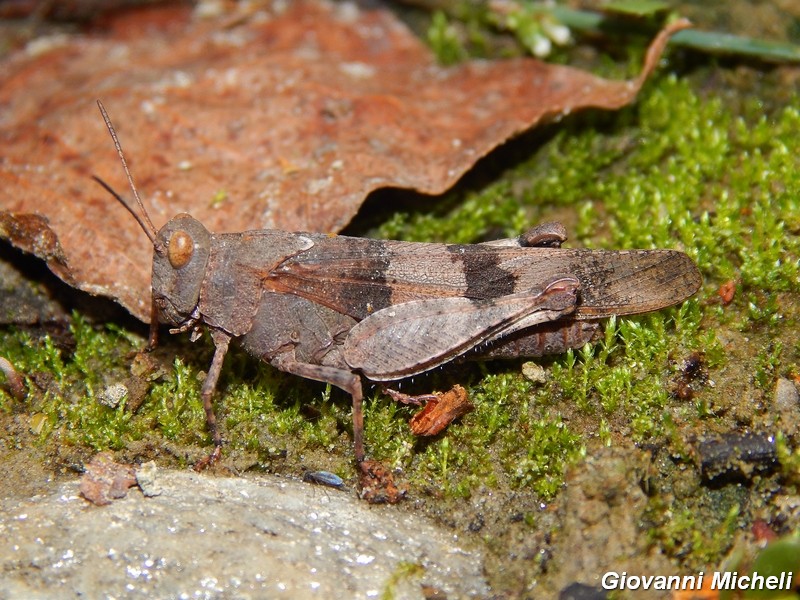 Serie di Acrididae del Parco del Ticino